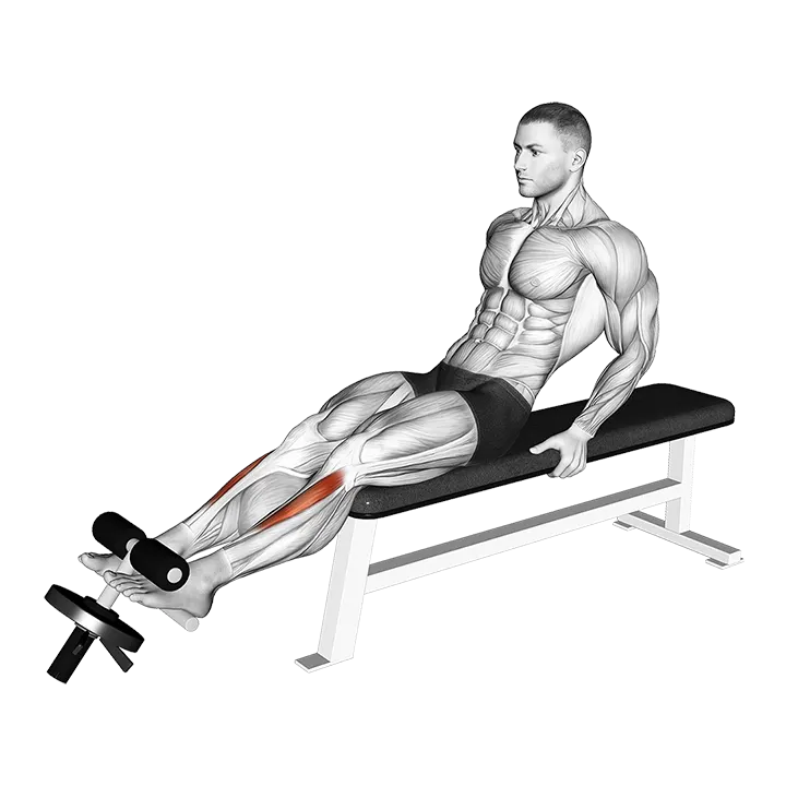 Weighted Plate Tibialis Anterior Curl exercise animation (Male)