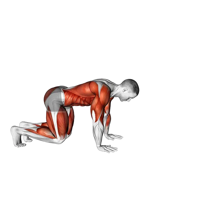 Bear Crawl (low hip) exercise animation (Male)