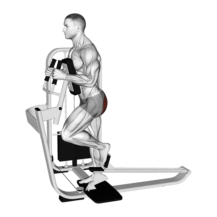 Lever Glute Press exercise animation (Male)