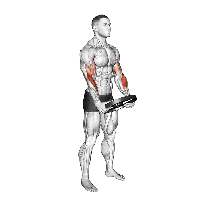 Weighted Plate Standing Biceps Curl exercise animation (Male)