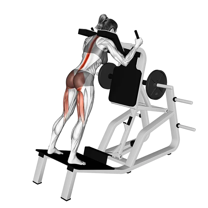 Lever Good Morning on the Hack Squat Machine exercise animation (Female)
