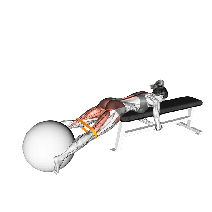 Resistance Band Reverse Hyper with Stability Ball on Flat Bench exercise animation (Female)
