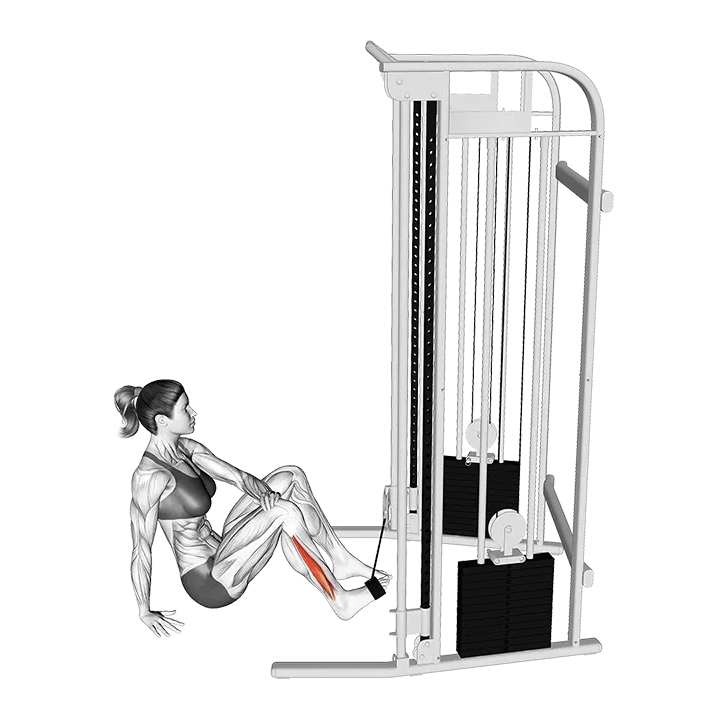 Cable Seated Foot Eversion exercise animation (Female)