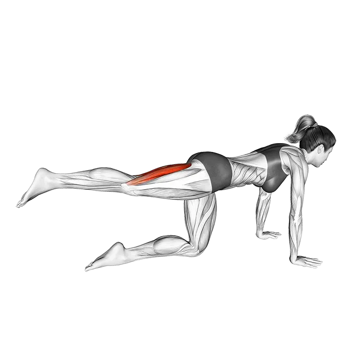 Kneeling Single Hamstring Curl exercise animation (Female)