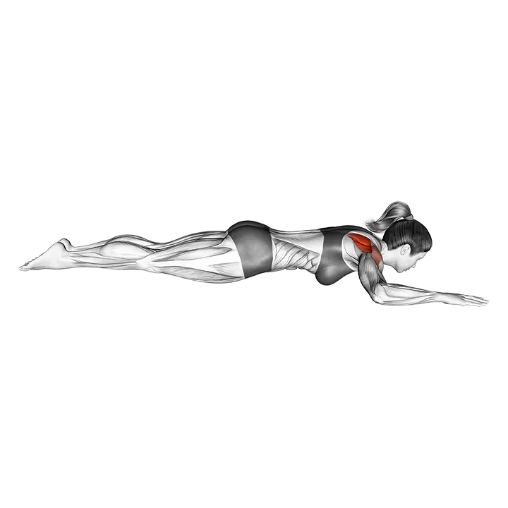 Bodyweight Lying Shoulder External Rotation exercise animation (Female)