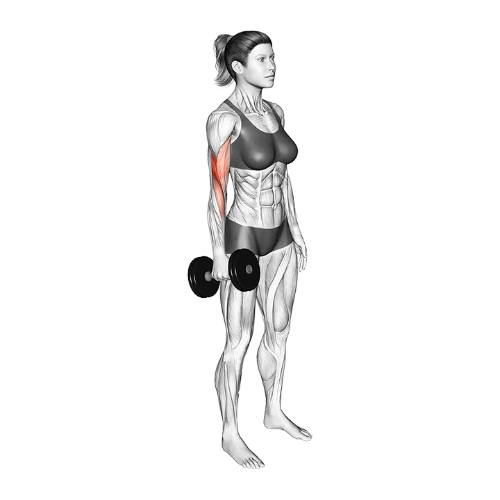 Dumbbell Standing Single Arm Biceps Curl exercise animation (Female)