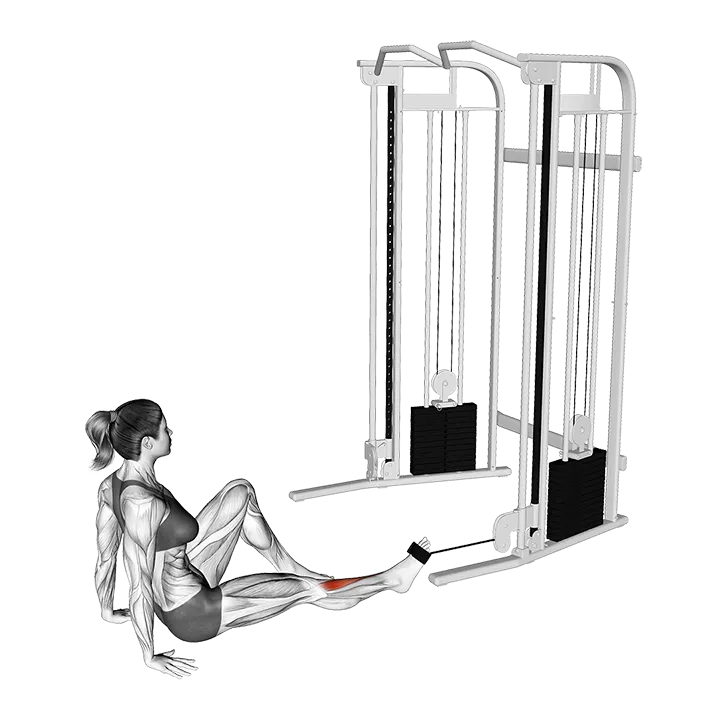 Seated Tibialis Anterior Press exercise animation (Female)