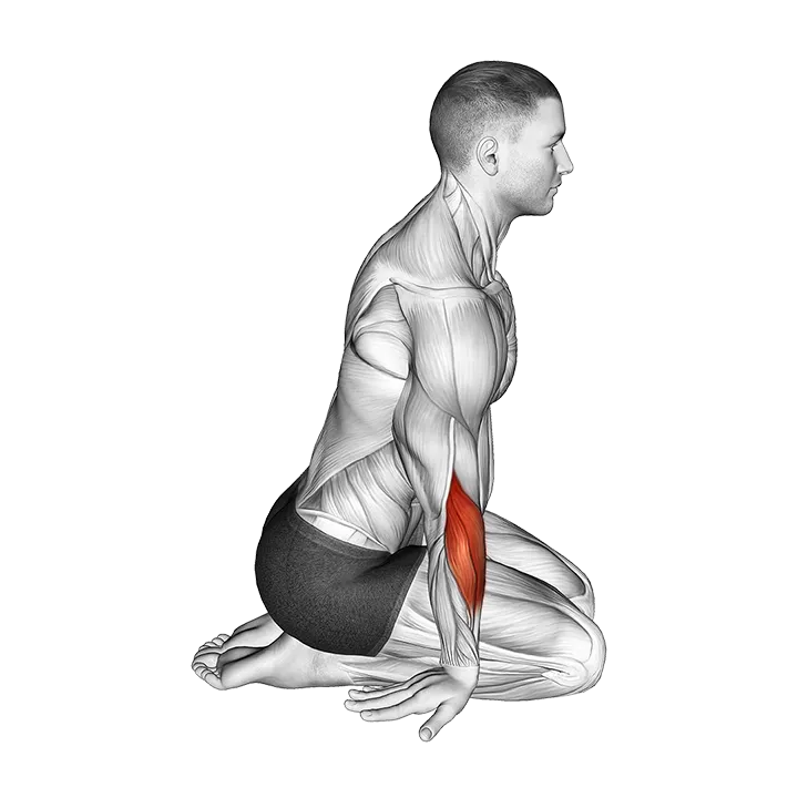 Seated Forearms Stretch exercise animation (Male)