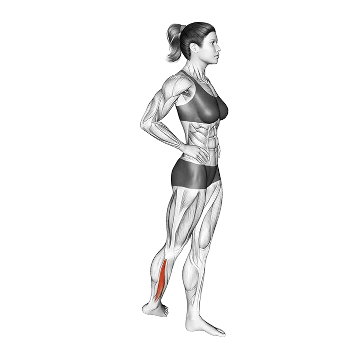 Standing Peroneus Muscles Stretch exercise animation (Female)