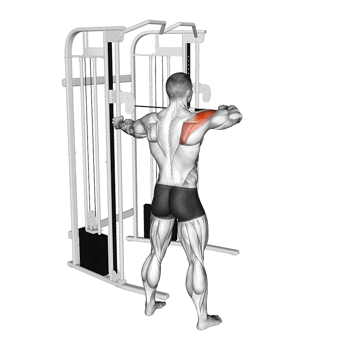 Cable Standing Single Delt Row exercise animation (Male)