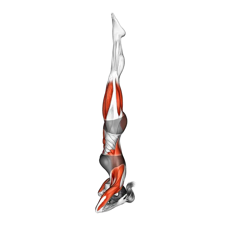 Supported Headstand Yoga Pose Sirsasana exercise animation (Female)