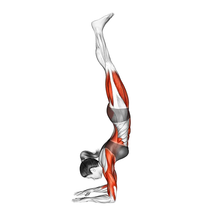 Forearms Stand Yoga Pose Pincha Mayurasana exercise animation (Female)