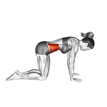Cow Yoga Pose Bitilasana