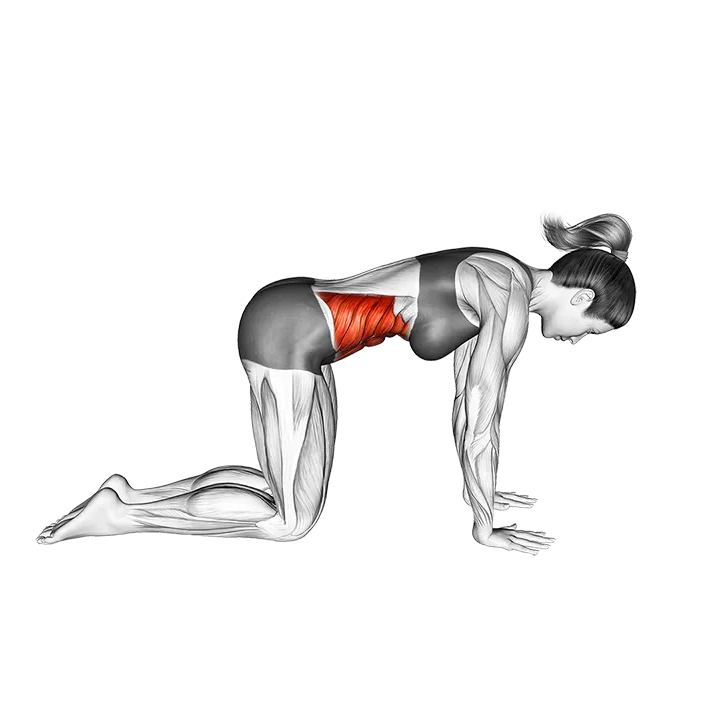 Cow Yoga Pose Bitilasana exercise animation (Weiblich)