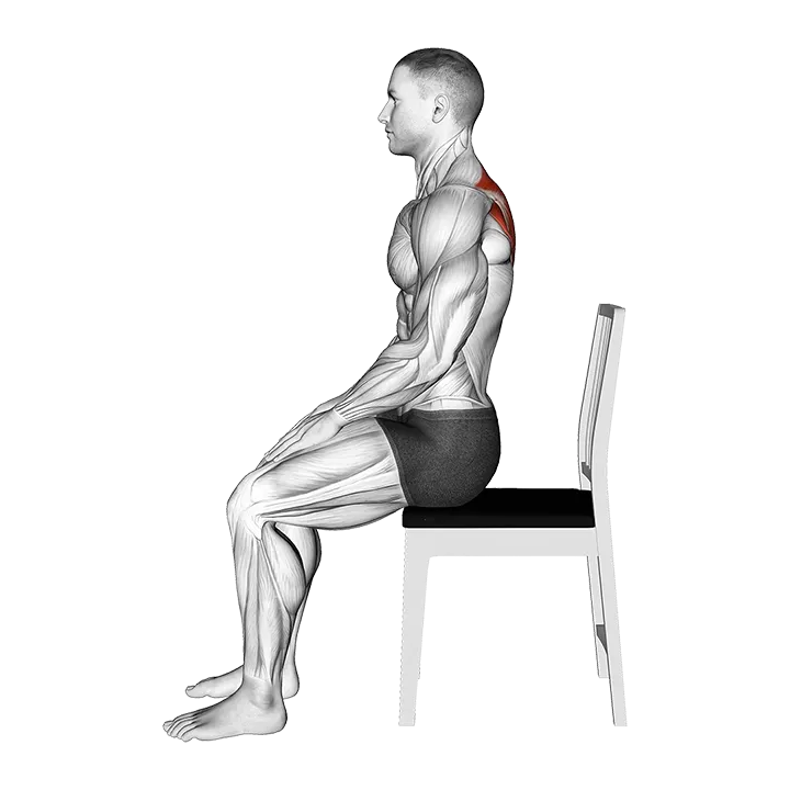 Sitting Scapular Adduction exercise animation (Male)