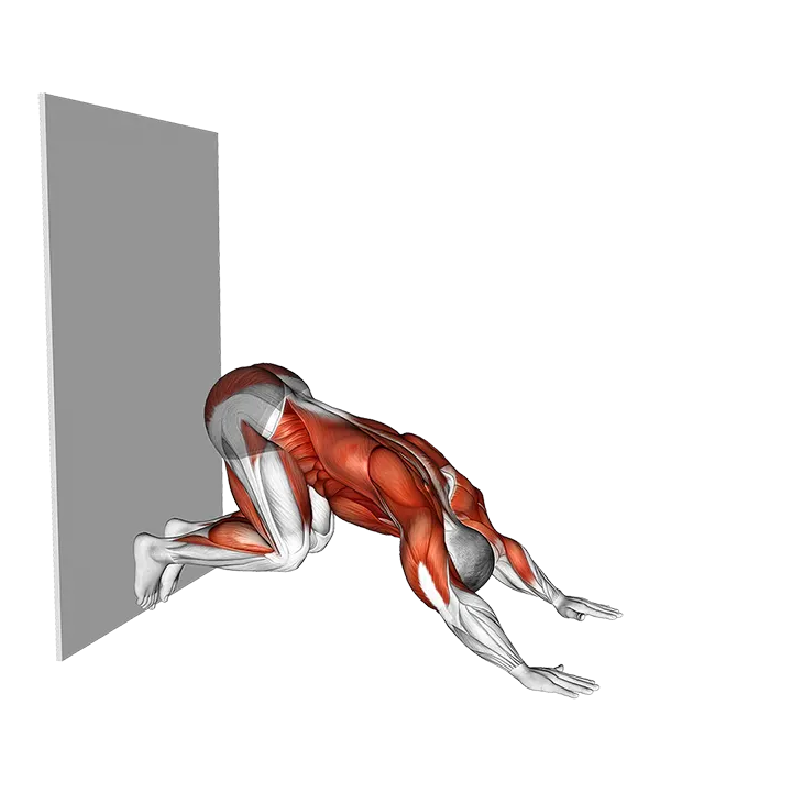 Downward Dog Push-up against Wall exercise animation (Male)