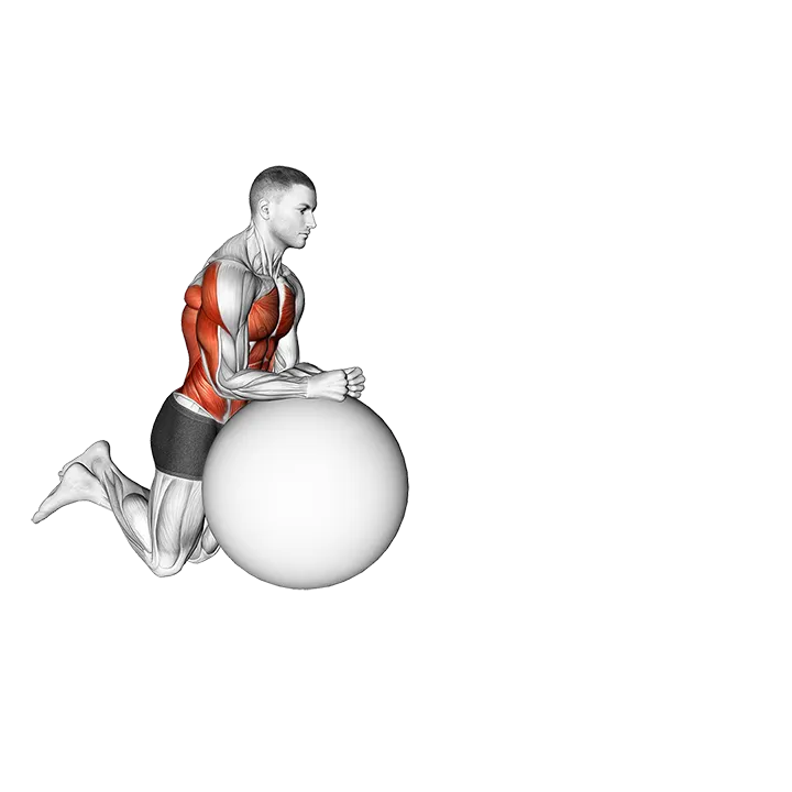 Stability Ball Rollout on Knees exercise animation (Male)