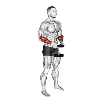 Dumbbell Standing Hands Torsion