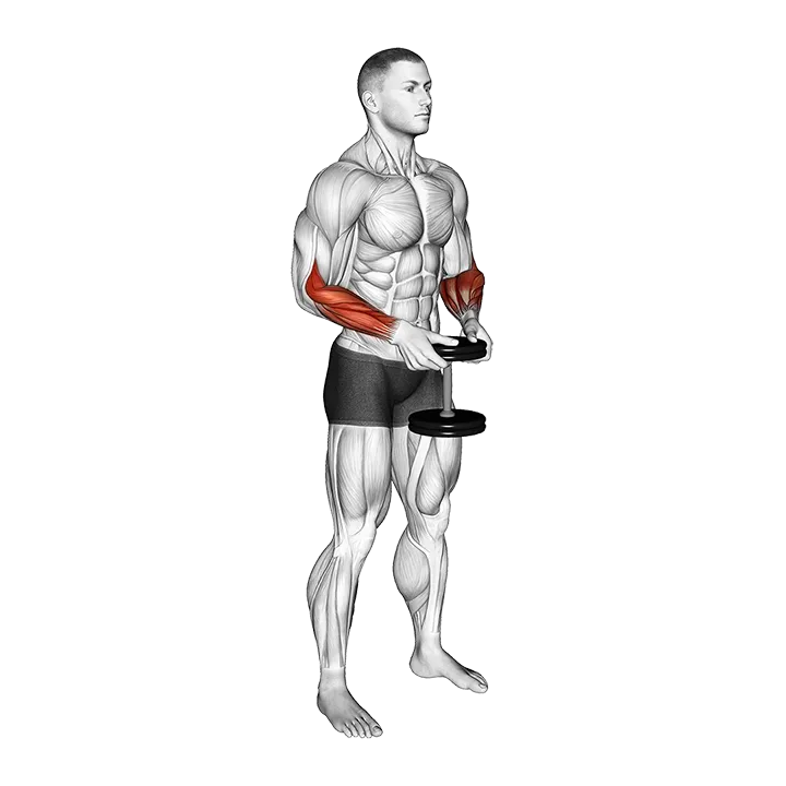 Dumbbell Standing Hands Torsion exercise animation (Male)