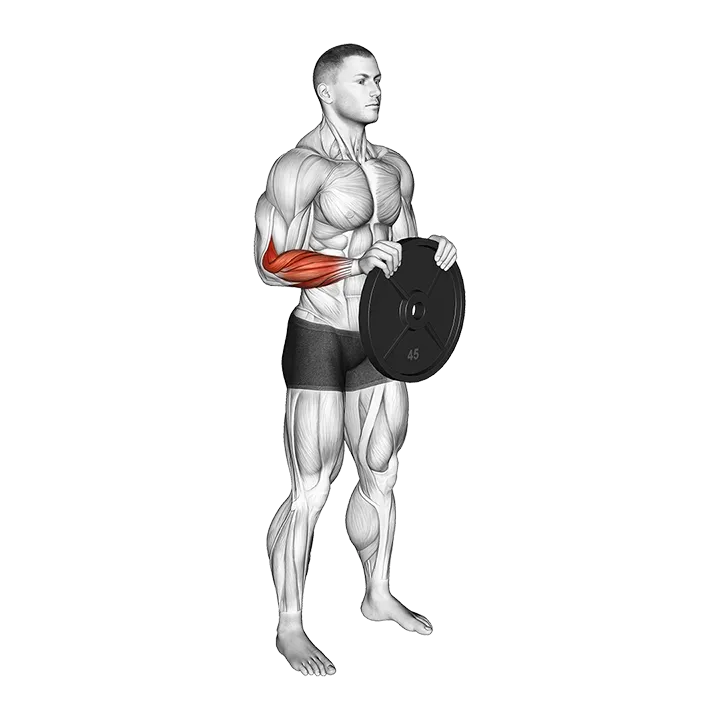 Weighted Plate Standing Hands Torsion exercise animation (Male)