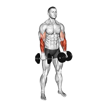 Dumbbell Standing Reverse Curl Rotate