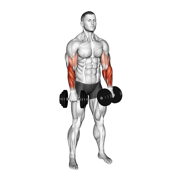 Dumbbell Standing Reverse Curl Rotate exercise animation (Male)