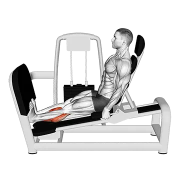 Lever Seated Calf Press (VERSION 2)