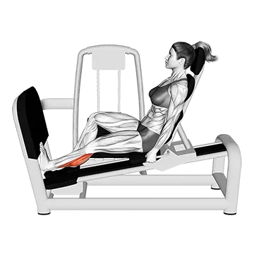 Lever Seated Single Calf Press