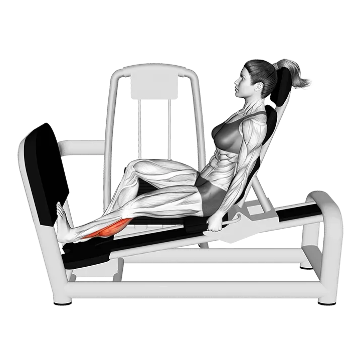 Lever Seated Single Calf Press exercise animation (Female)