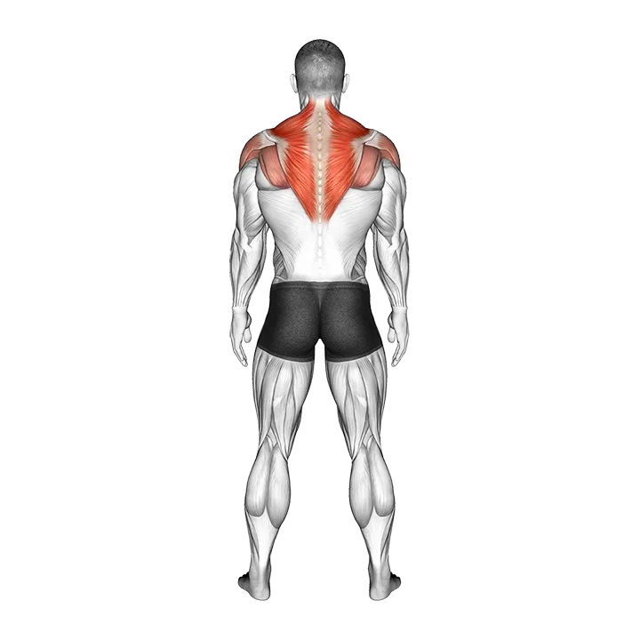 Standing Scapular Rotation exercise animation (Male)