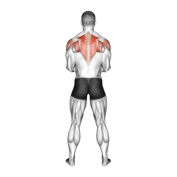 Dumbbell Standing Scapular External Rotation exercise animation (Male)