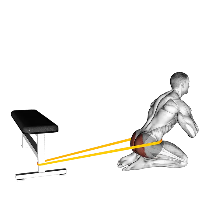Resistance Band Hip Thrusts on Knees exercise animation (Male)