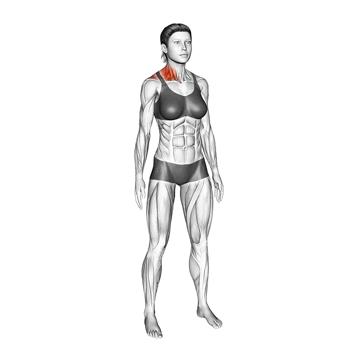 Standing Side Neck Stretch exercise animation (Female)