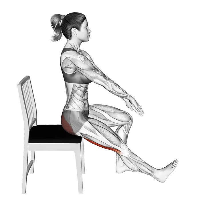 Seated Hamstring Stretch with Chair exercise animation (Female)