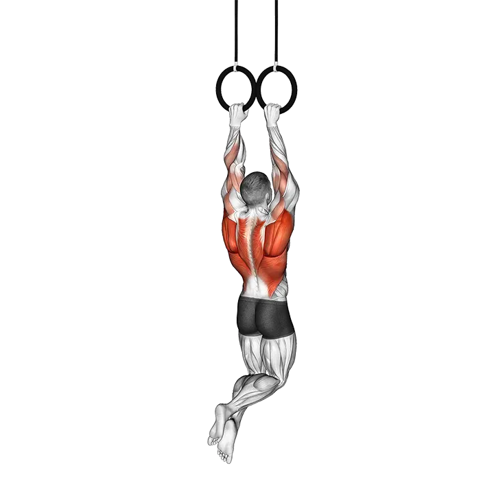 Ring Archer Pull-up exercise animation (Male)