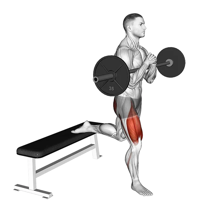 Barbell Zercher Bulgarian Split Squat exercise animation (Male)