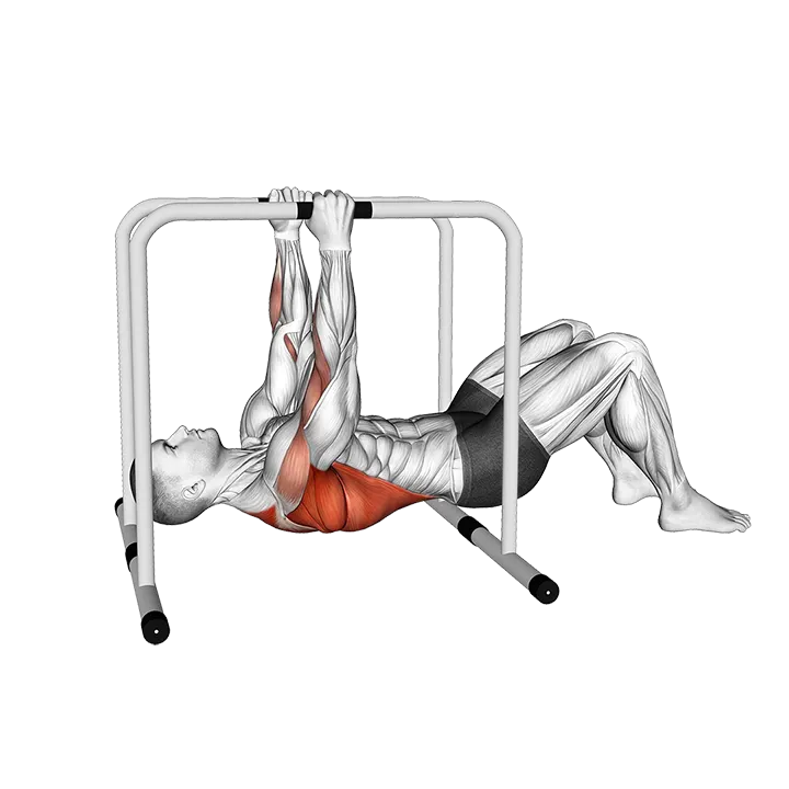 Parallel Bars Bent Knee Inverted Row exercise animation (Male)
