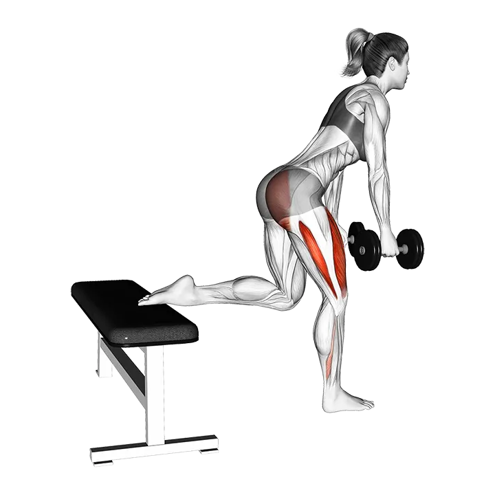 Dumbell Glute Dominant Bulgarian Split Squat exercise animation (Female)