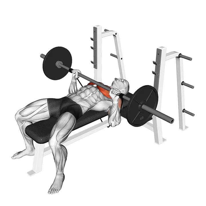Barbell Banded Bench Press exercise animation (Male)