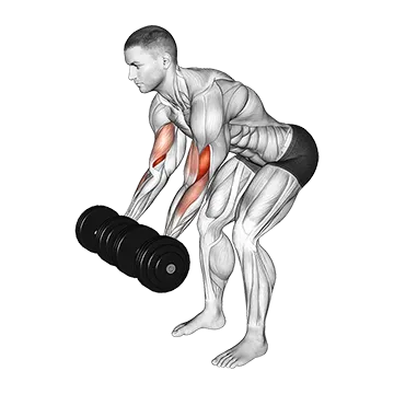 Dumbbell Bent Over Curl