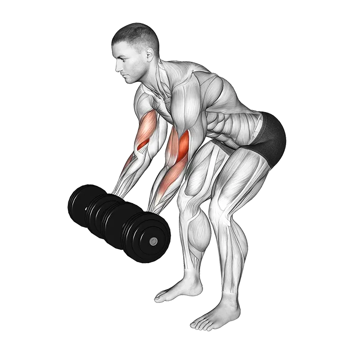 Dumbbell Bent Over Curl exercise animation (Male)