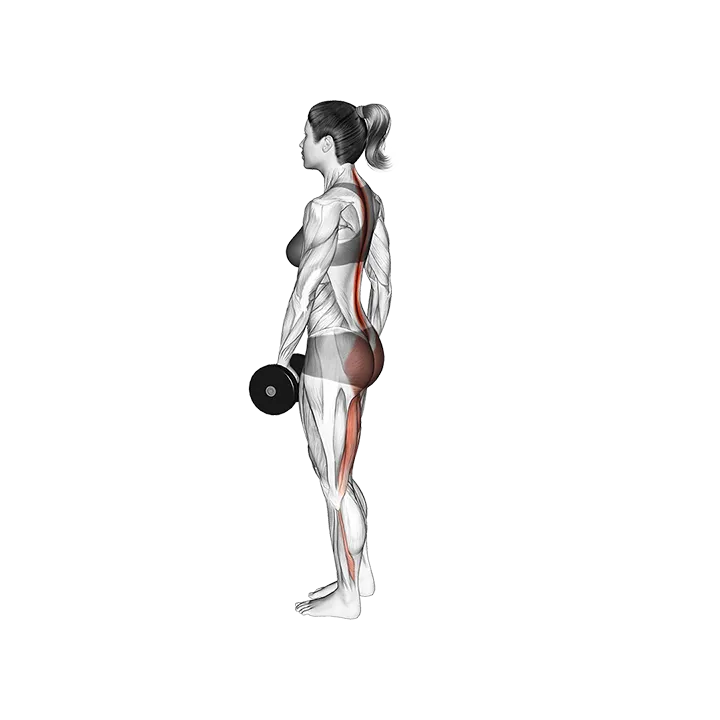 Dumbbell Ipsilateral Single Leg Stiff Leg Deadlift exercise animation (Female)