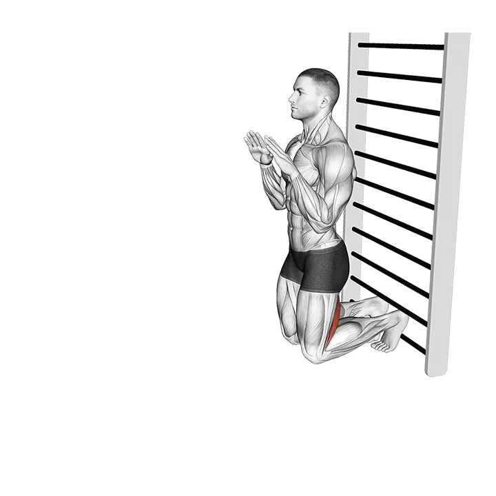 Nordic Hamstring Curl exercise animation (Male)