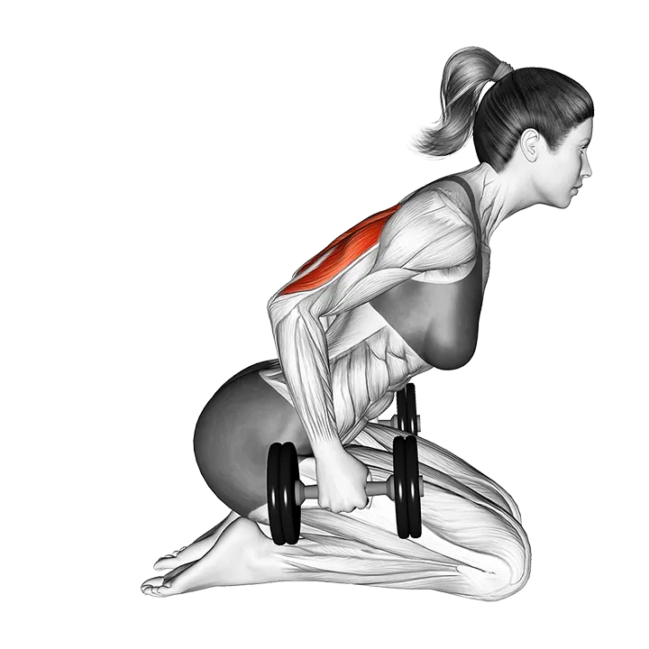 Dumbbell Kneeling Triceps Kickback exercise animation (Female)
