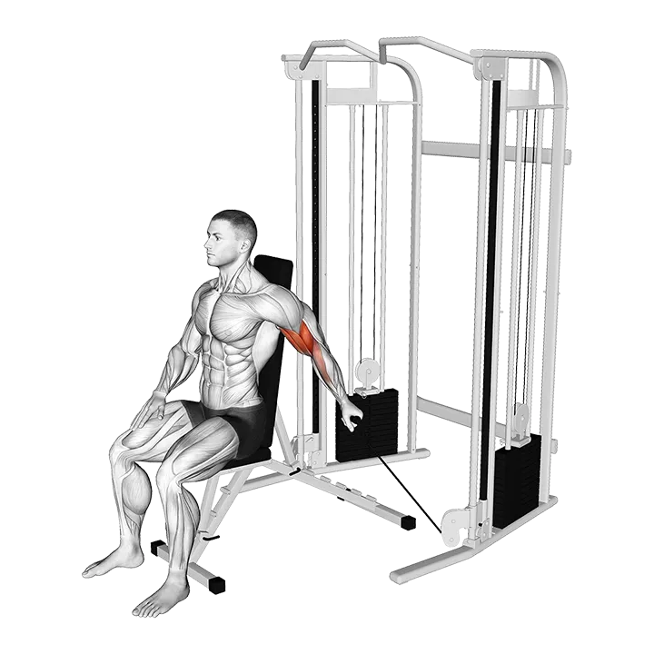 Cable Seated Single Arm Unilateral Bicep Curl exercise animation (Male)