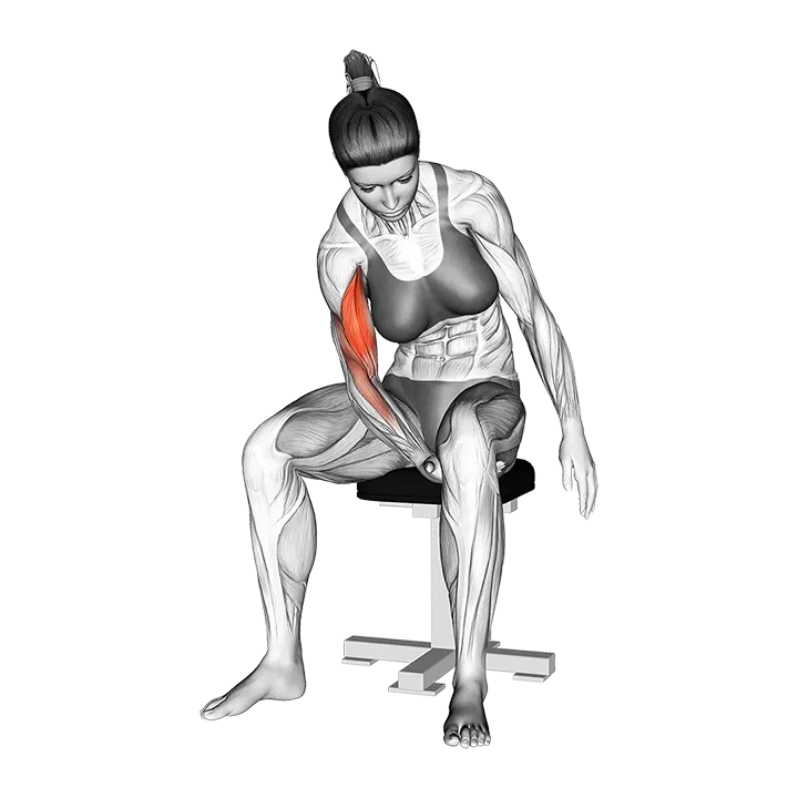 Negative Biceps Leg Concentration Curl exercise animation (Female)