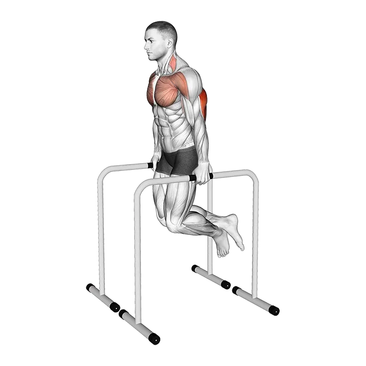 Triceps Dip on High Parallel Bars exercise animation (Male)