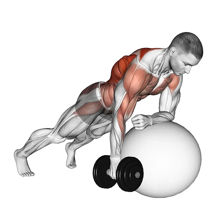 Dumbbell Renegade Row on Stability Ball exercise animation (Male)