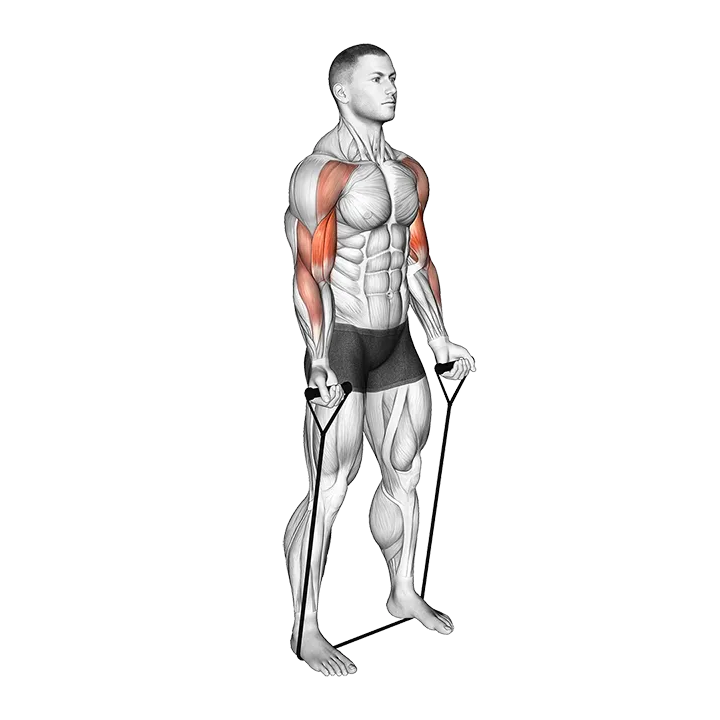 Resistance Band Drag Curl exercise animation (Male)