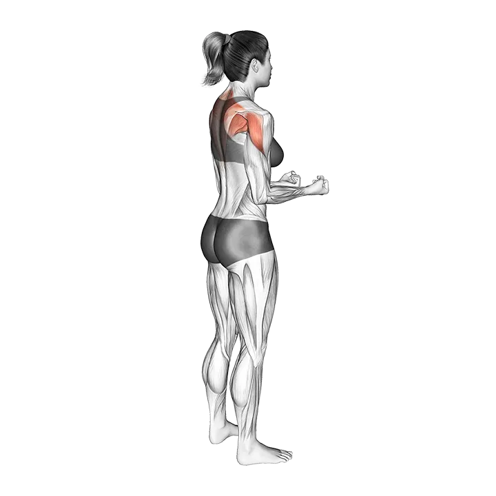 Bodyweight Standing Scapular External Rotation exercise animation (Female)